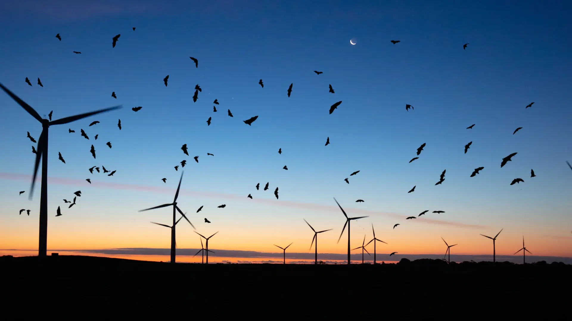 Bat Curtailment in Wind Energy